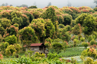 4-Day Kerinci National Park and 5 Lakes Nature Trek