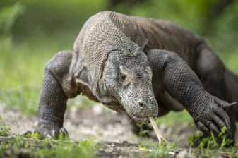 7-Hour Komodo Island Cruise with Pink Beach and Dragon Encounter