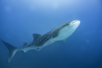 8-Hour Whale Shark Snorkelling Tour to Isla Mujeres from Cancún