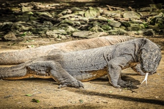 8-Hour Komodo Island Expedition with Pink Beach and Snorkelling