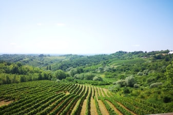 8-Hour Croatian Food and Wine Tour in Zagreb with Plešivica Tasting