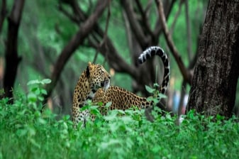 3-Day Rajasthan Wildlife and Heritage Tour with 3 Safaris and Jaipur
