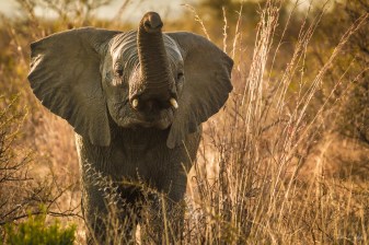 10-Hour Whale Watching and Addo Elephant Park Tour from Port Elizabeth