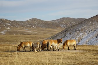 4-Day Mongolian Heritage and Adventure from Kharkhorin with Nomad Stays