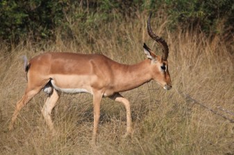 10-Hour Aquila Private Game Reserve Safari from Cape Town