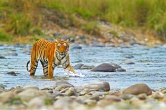 3-Day Jim Corbett Wildlife Safari with 2 Jeep Safaris