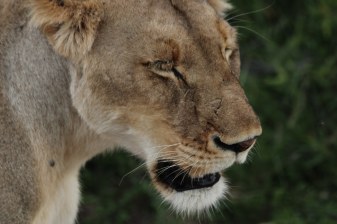 2-Day Elephant Coast Safari from Richards Bay with St. Lucia Cruise