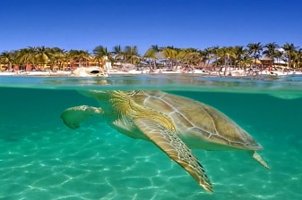 7-Hour Private Tulum Ruins and Cenote Tour with Turtle Snorkeling