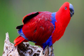 8-Hour Wildlife and Winery Tour from Melbourne with Coastal Drive