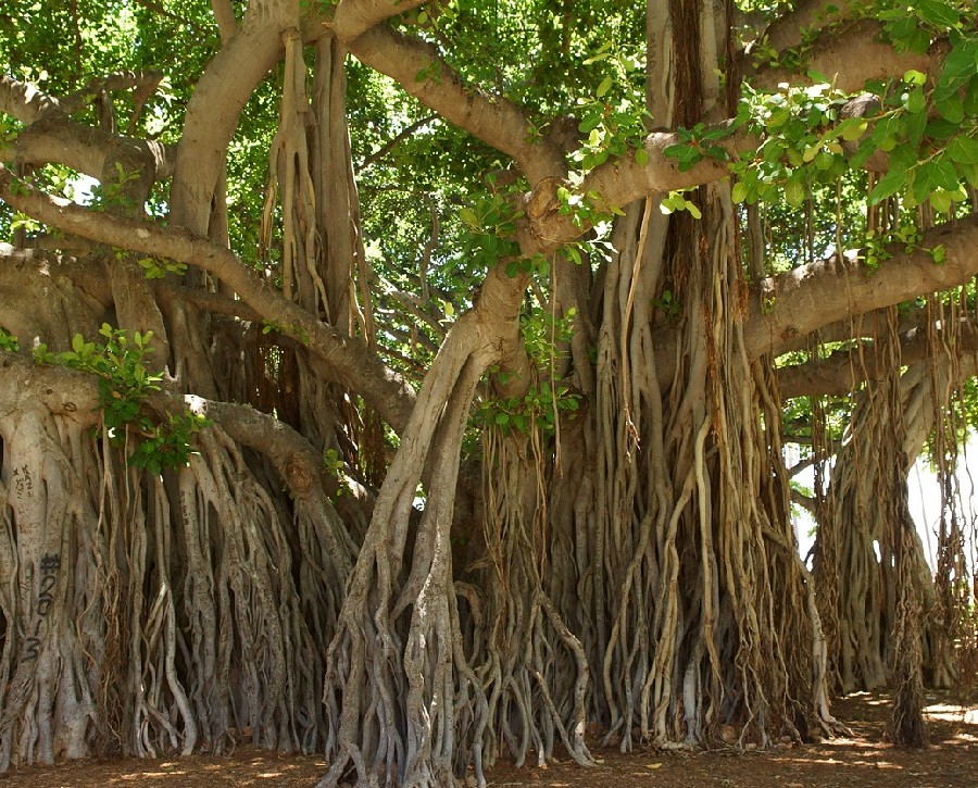 Maui's Oldest Banyan Tree, Lahaina, Maui