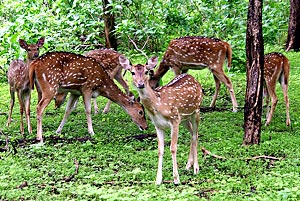 Maitri Bagh