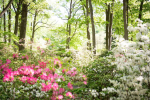 Jenkins Arboretum & Gardens
