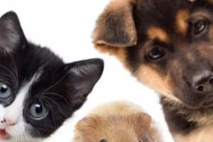Animal Party - Ages 5-11