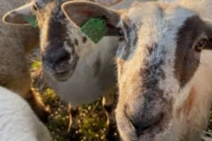 Sheep Peeping