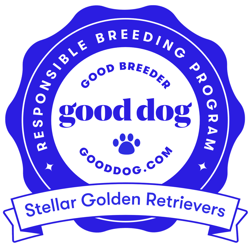 Stellar golden retrievers