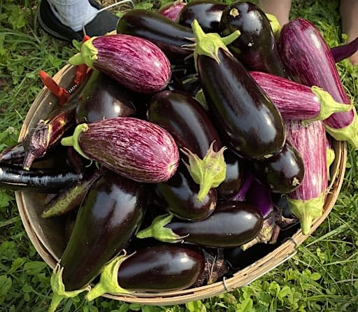 Growing and Prepairing Eggplant