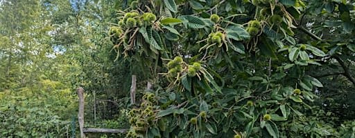 Creating an Edible Forest Garden