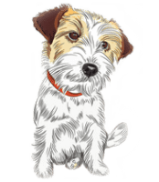 Precious Paws Pet Grooming