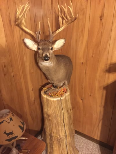 Animal Art Taxidermy