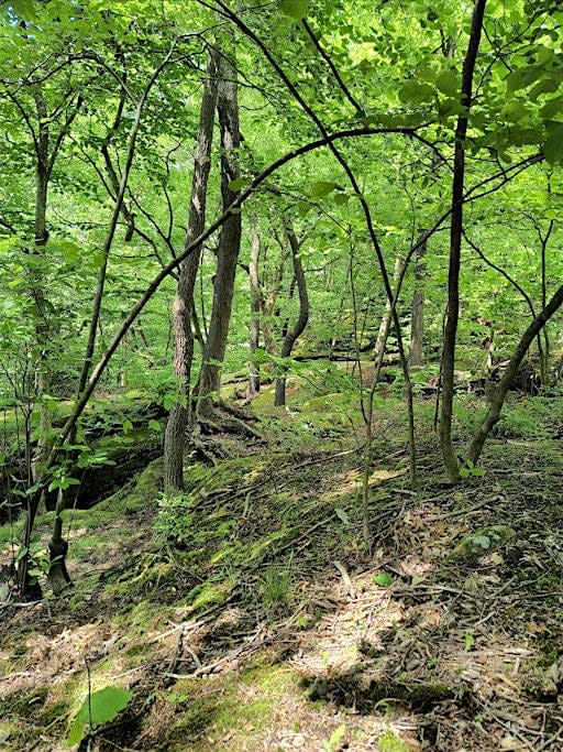 Forest Bathing (Shinrin Yoku) 9-12-26