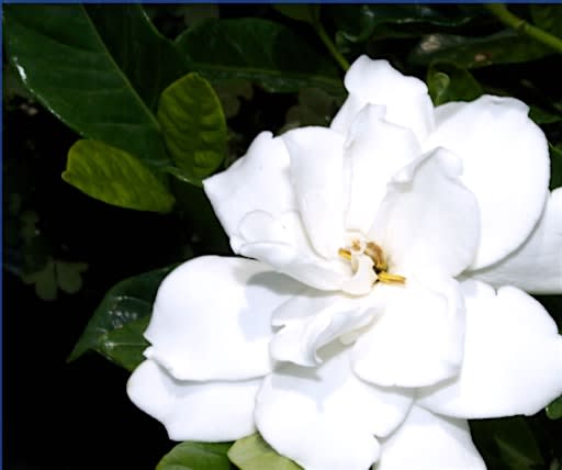 Ashton Ferns  Blooming Gardenia Bonsai Class at Twisted Elk Brewery
