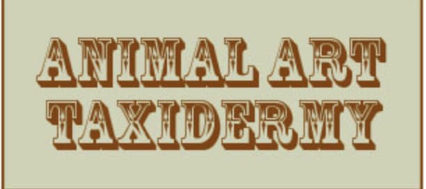 Animal Art Taxidermy