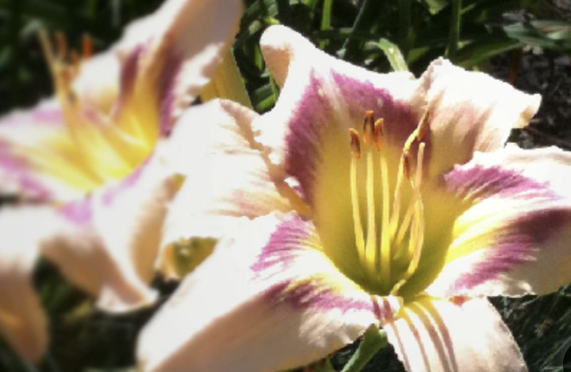 Green Thumbs Galore LLC