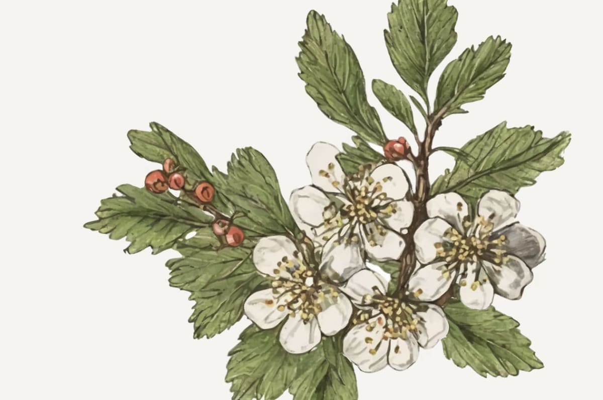 Hawthorn Midwifery