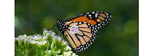 Butterfly Tagging Experience