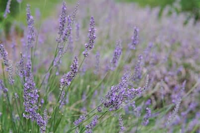Rooted Presence: A Mindful Floral & Nature-Based Wellness Experience