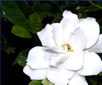 Ashton Ferns  Blooming Gardenia Bonsai Class at Strange Roots Brewery