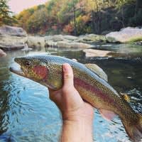 Chattanooga Fly Fish