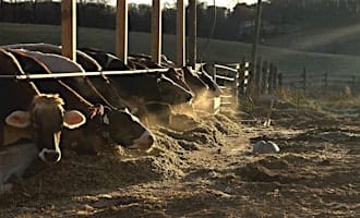 Wilson Dairy Farm Tour with a Guided Walk, Q and A and Parlor Interaction