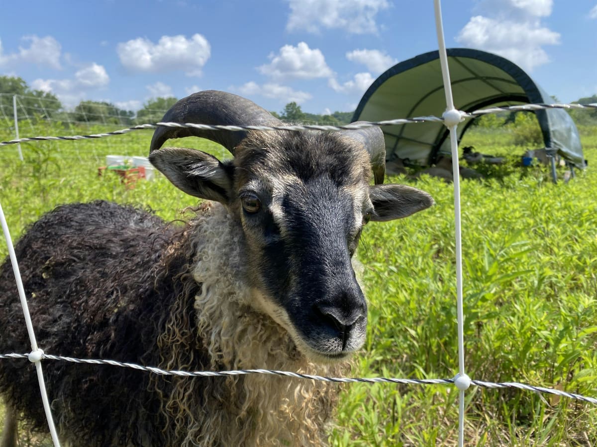 All Forward CONNECTIONS: Farm & Local Food Tasting @ Oxbow Farm & Market