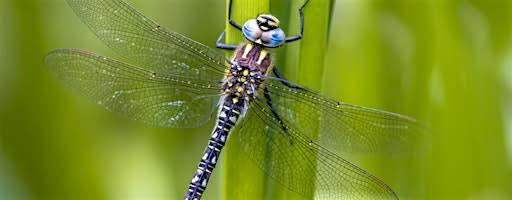 Insect Exploration (Adults & Ages 8+)