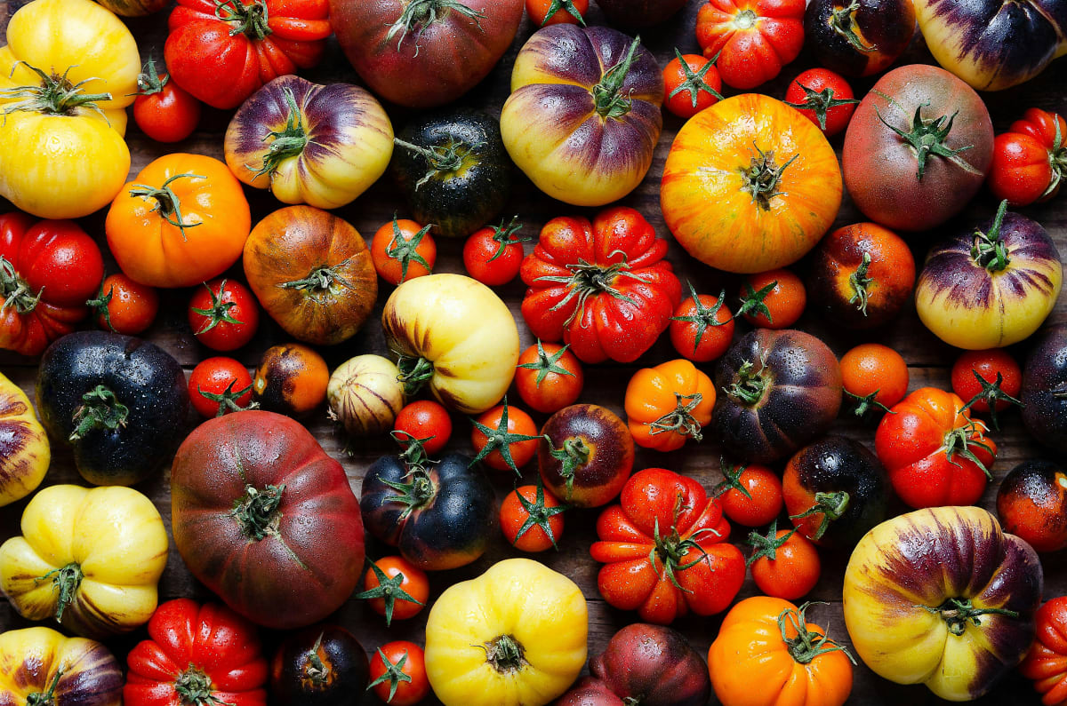 All Things Tomatoes: Preparing the Bounty