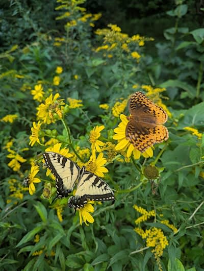 Kids' event: Learn About Nature Using iNaturalist