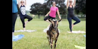 Goat Yoga at Springfield Manor 9/26