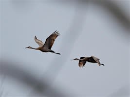 Fall Migration at Pinckney Recreation Area