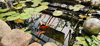 Sunday SlowFlow + Sound Bath at Graye's Greenhouse