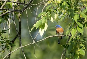 Welcome to Birding at Eliza Howell Park