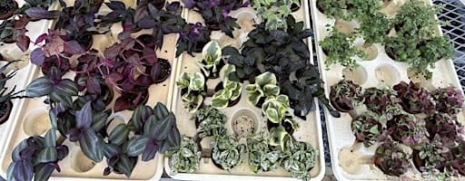 Plant Swap & Discussion