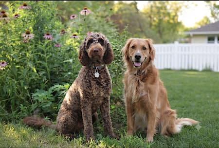 Lectures and Libations: Dogs Living in a Human-Centric World