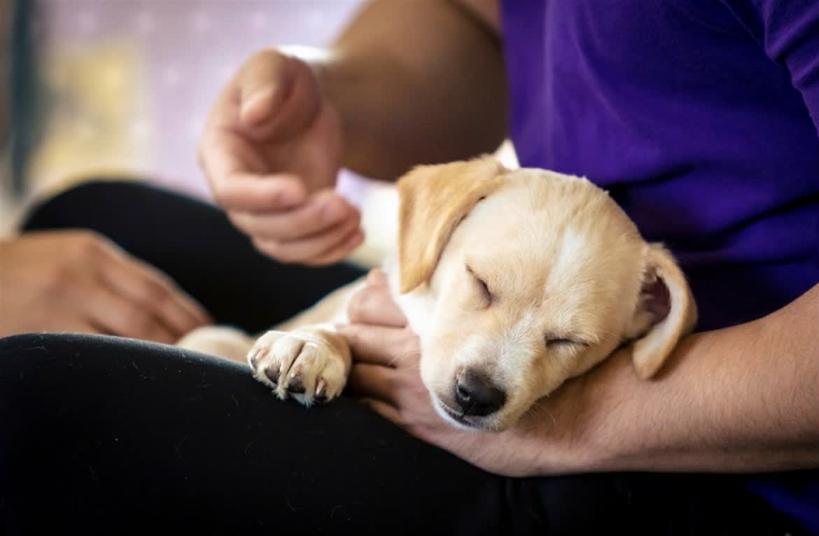 Rescue Puppy Yoga - Highland Yoga