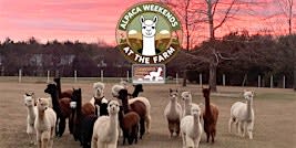 Alpaca Weekends at the Farm