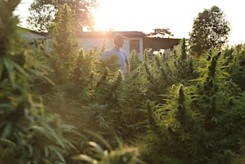 Lancaster Farming + Sunflower present One Plant
