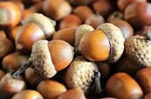 "Seeds & Weeds" Acorn Collection