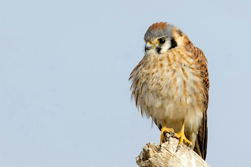 Guided Birding at Hulls Gulch
