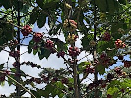 Seed to Cupping - October 29th, 2026