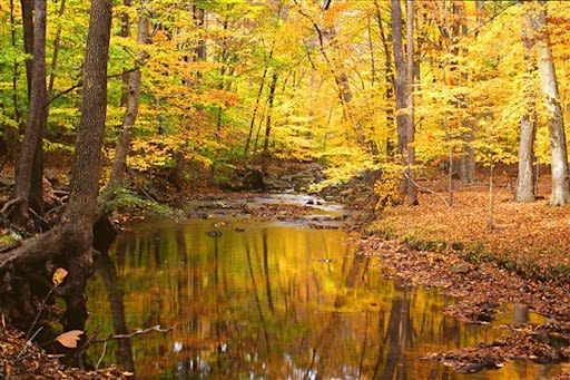 NJ Audubon: Morning Walk at Scherman Hoffman Wildlife Sanctuary